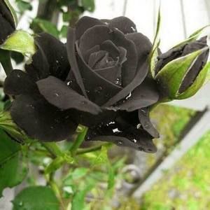 Meet your Posher, Nikkita